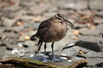 Image showing Whimbrel (Numenius Phaeopus)