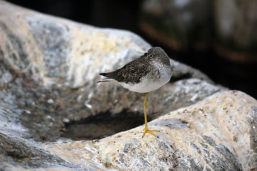 Image showing Lesser Yellowlegs (Tringa Flavipes)