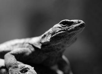 Image showing Lizard in B&W