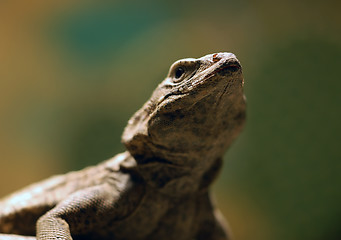 Image showing Lizard 