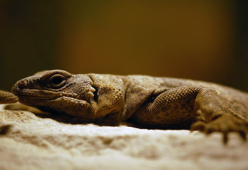 Image showing Lizard 