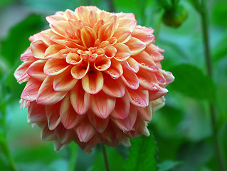 Image showing Wet Flower