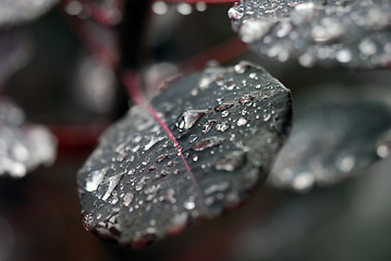 Image showing Raindrops on leaf