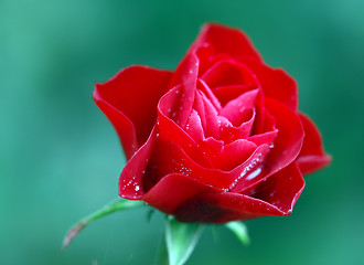 Image showing Red rose 