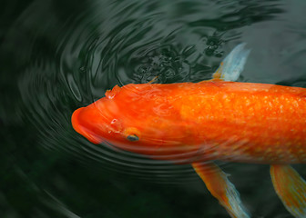 Image showing Koi fish