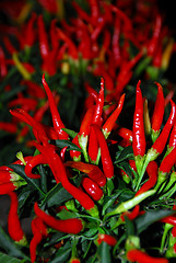 Image showing Red Chili Peppers