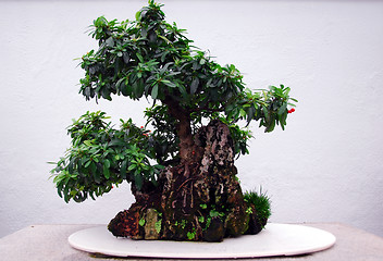 Image showing Bonsai