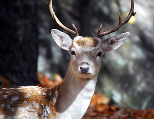 Image showing Fallow Deer 