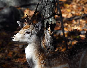 Image showing Fallow Deer (Dama dama)