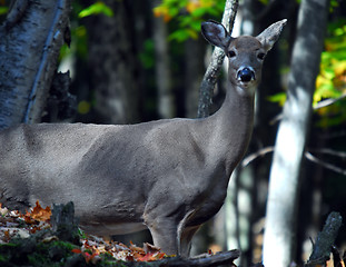 Image showing White-tailed deer (Odocoileus virginianus)