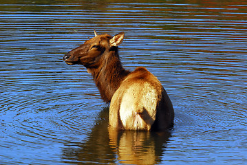 Image showing Elk (Cervus canadensis) in water