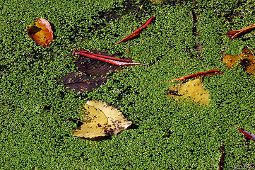 Image showing Autumn's leaves