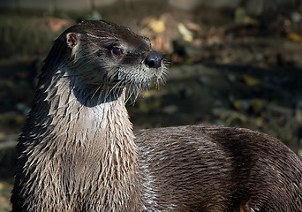 Image showing Northern River Otter (Lontra canadensis)