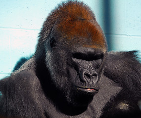 Image showing Gorilla