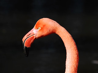 Image showing Pink Flamongo