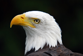 Image showing American Bald Eagle (Haliaeetus leucocephalus)