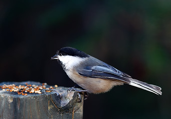 Image showing Black-capped Chickadee (Poecile atricapillus)