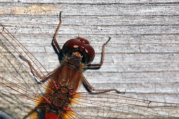 Image showing Common Darter (Sympetrum striolatum)