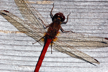 Image showing Common Darter (Sympetrum striolatum)