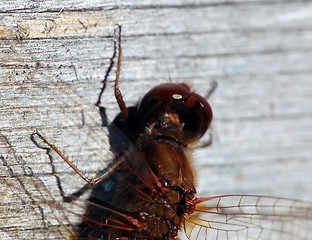 Image showing Common Darter (Sympetrum striolatum)