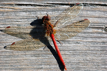 Image showing Common Darter (Sympetrum striolatum)