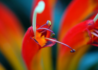 Image showing Flower Stamens