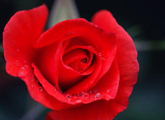 Image showing Red Rose and water