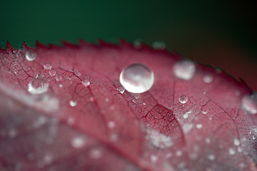 Image showing Droplets on a leaf