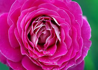 Image showing Roses and water