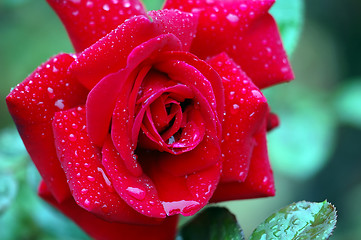 Image showing Roses and water