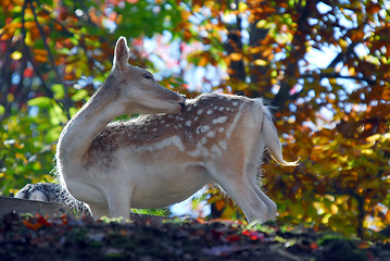 Image showing Fallow Deer (Dama dama)