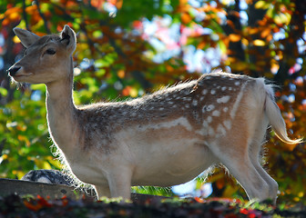 Image showing Fallow Deer (Dama dama)
