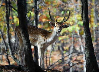 Image showing Fallow Deer