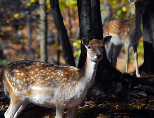 Image showing Fallow Deer (Dama dama)