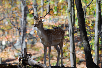 Image showing Fallow Deer 