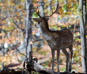 Image showing Fallow Deer (Dama dama)