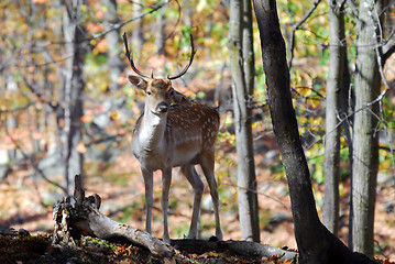 Image showing Fallow Deer (Dama dama)