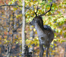 Image showing Fallow Deer (Dama dama)