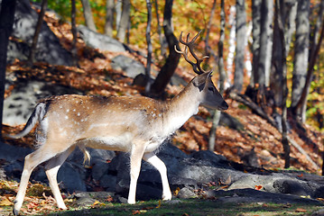 Image showing Fallow Deer (Dama dama)