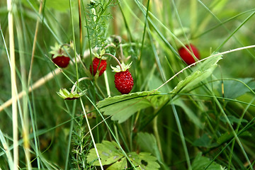 Image showing Ripe berries of wild strawberry among a grass