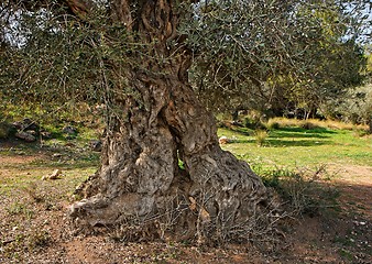 Image showing Gnarled, split and twisted trunk of olive tree outdoors