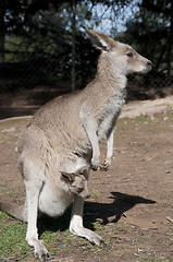 Image showing Kangaroo and Joey