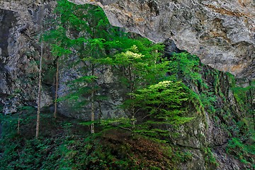 Image showing Pine trees cling to rock in Alpine canyon