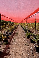 Image showing Berry bushes growing in pots under the red net