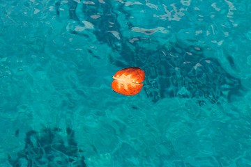 Image showing Red autumn leaf floating on cyan sea water