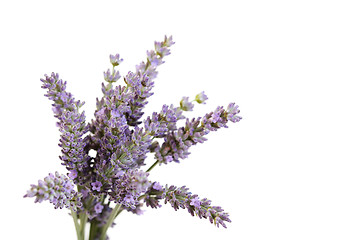 Image showing lavender flowers