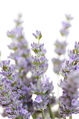 Image showing lavender flowers