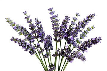 Image showing lavender flowers