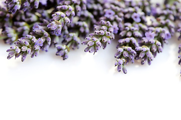 Image showing lavender flowers