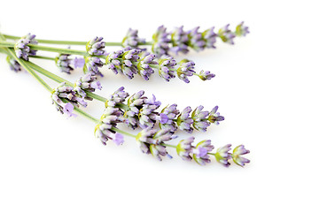 Image showing lavender flowers